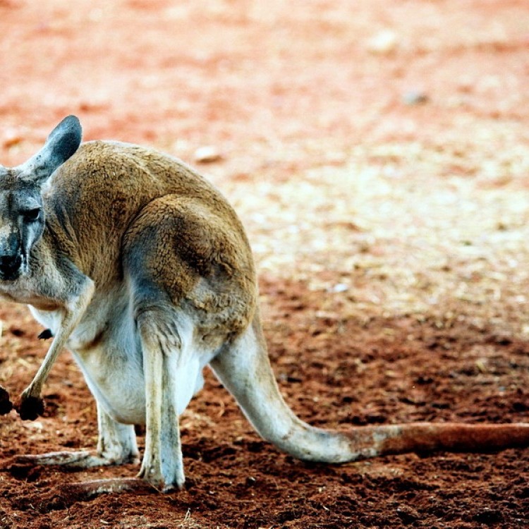Australia #1098