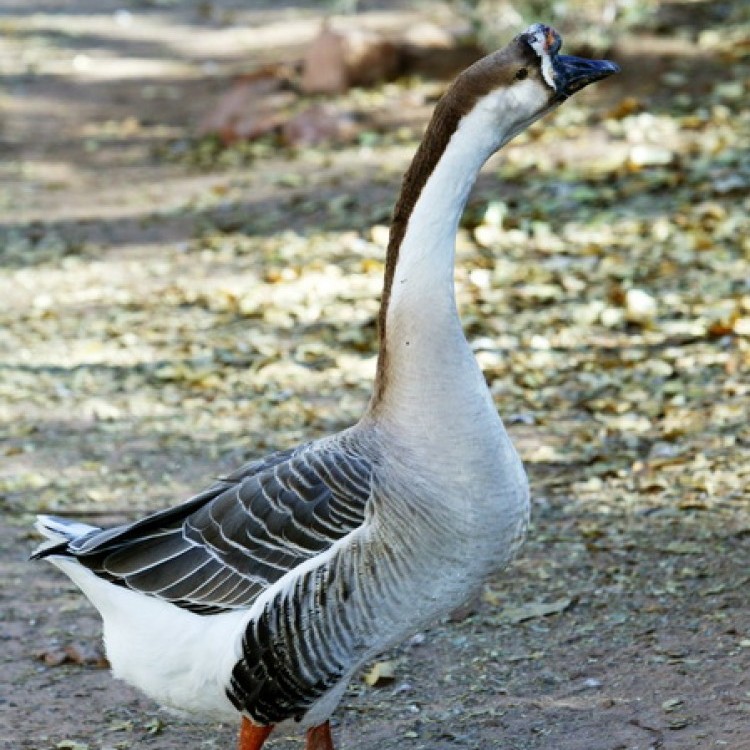 Animals Over The World #1741
