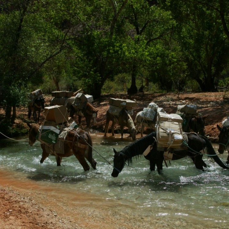 Havasu Falls Tur #593